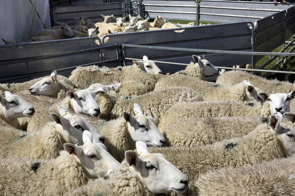 Orcades Écosse Royaume Uni Août 2018 Moutons Aux Foires Agricoles — Photo