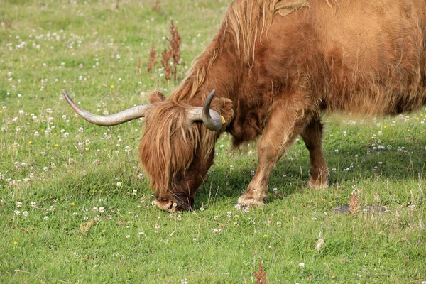 Orkney Escócia Reino Unido Agosto 2018 Highland Cow Orkney Escócia — Fotografia de Stock