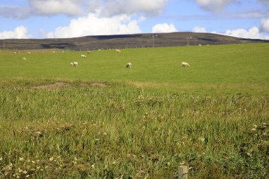 Orkney (İskoçya), Uk - 10 Ağustos 2018: Orkney adaları, İskoçya, İskoçya, İskoçya, Birleşik Krallık