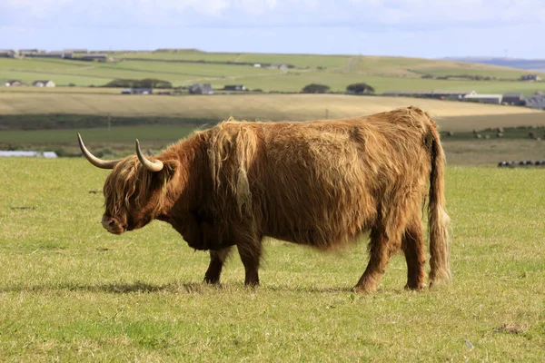 Orkney Escócia Reino Unido Agosto 2018 Highland Cow Orkney Escócia — Fotografia de Stock