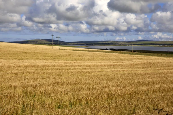 Orkney Skotsko Srpna 2018 Typická Krajina Orkneji Orkney Skotsko Vysočina — Stock fotografie