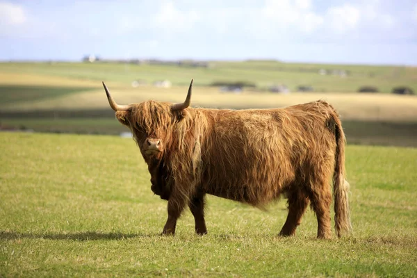 Orkney Scotland Augusztus 2018 Highland Cow Orkney Scotland Highlands Egyesült Stock Kép