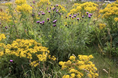 Durness - (İskoçya), Uk - 11 Ağustos 2018: Durness yarımadasında çiçekler, İskoçya, İskoçya, Birleşik Krallık