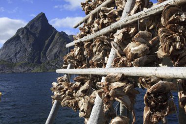 Lofoten Adaları / Norveç - 30 Ağustos 2017: Nijerya, Norveç, Lofoten Adaları, Nordland, Norveç, İskandinavya, Avrupa