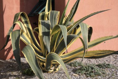 Varigotti (SV), Italy - December 30, 2017: Agave in Varigotti village, Italian Riviera, Savona, Liguria, Italy