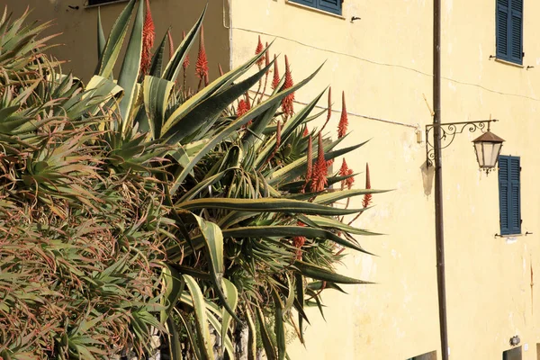 Cervo Italie Décembre 2017 Une Maison Tipycal Avec Agave Dans — Photo