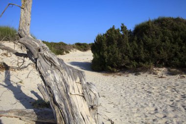 Es Trenc, Mayorka / İspanya - 25 Ağustos 2016: Es Trenc plajında bir sandık, Colonia de Sant Jordi, Mallorca, Balearic Adaları, İspanya.