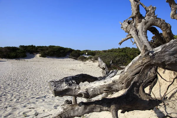 Trenc Majorca Spain August 2016 Trenc Beach Colonia Sant Jordi — 图库照片