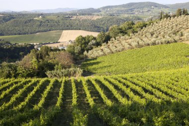 Tavarnelle Val di Pesa (Fi), İtalya - 21 Nisan 2017: Chianti üzüm bağları, Tavarnelle Val Di Pesa, Chianti Bölgesi, İtalya