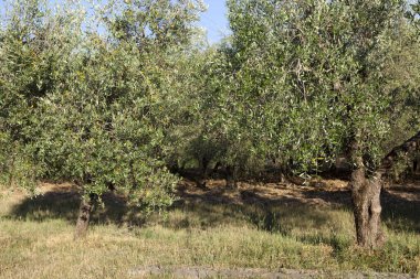 Tavarnelle Val di Pesa (Fi), İtalya - 21 Nisan 2017: Tavarnelle Val Di Pesa, Chianti Bölgesi, Toskana, İtalya