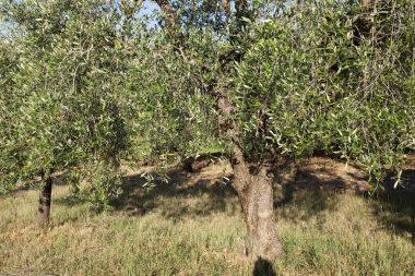 Tavarnelle Val di Pesa (Fi), İtalya - 21 Nisan 2017: Tavarnelle Val Di Pesa, Chianti Bölgesi, Toskana, İtalya