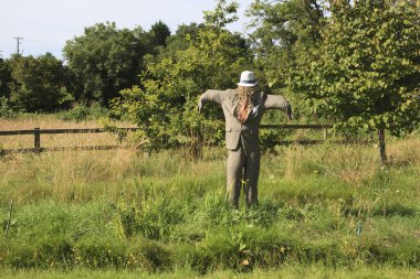 Kinvara (İrlanda), - 20 Temmuz 2016: A Jackstraw, dungaire, Galway Bay, County Galway, İrlanda