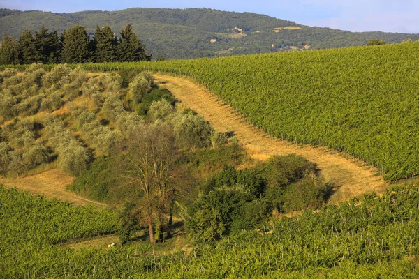 Tavarnelle Val Pesa Italy April 2017 Chianti Vineyards Wine Grapes — Stock Photo, Image