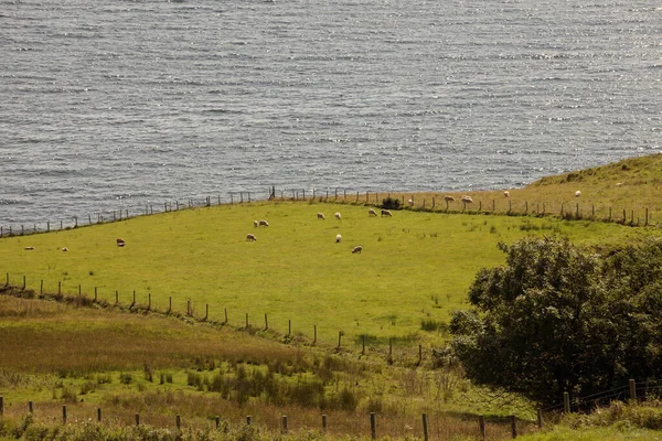 Ring of Kerry (Ireland), - July 25, 2016: Ring of Kerry landscape,  Co. Kerry, Ireland