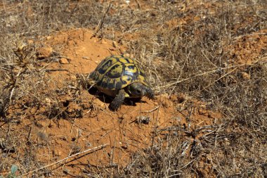 Ciutadela, Menorca / İspanya - 25 Haziran 2016: Marjinated turtoise (Testudo marginata), Menorca, Balear Adaları, İspanya 