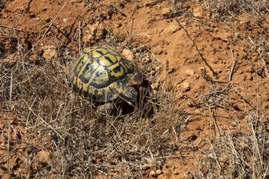 Ciutadela, Menorca / İspanya - 25 Haziran 2016: Marjinated turtoise (Testudo marginata), Menorca, Balear Adaları, İspanya 
