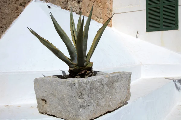 Toro Menorca Espanha Junho 2016 Agave Jardim Santuário Monte Toro — Fotografia de Stock