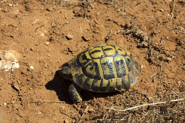 Ciutadela Menorca Espanha Junho 2016 Uma Tartaruga Marginada Testudo Marginata — Fotografia de Stock