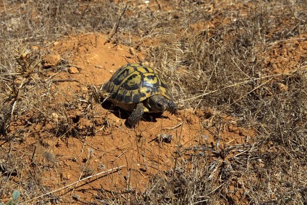 Ciutadela, Menorca / İspanya - 25 Haziran 2016: Marjinated turtoise (Testudo marginata), Menorca, Balear Adaları, İspanya 