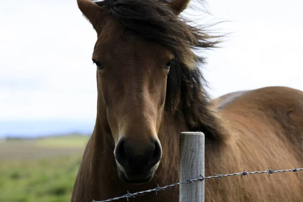 Islândia Agosto 2017 Uma Cara Cavalo Icelandic Islândia Europa — Fotografia de Stock