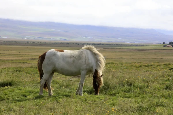 Iceland August 2017 Icelandic Horse Field Iceland Europe — Stock Photo, Image