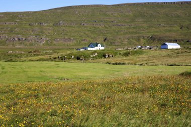 Vatnsnes / İzlanda - 27 Ağustos 2017: Vatnsnes yarımadasındaki sahil ve deniz, İzlanda, Avrupa
