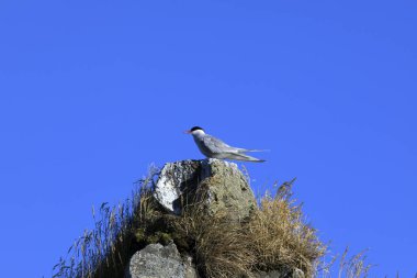 Vatnsnes / İzlanda - 27 Ağustos 2017: Vatnsnes yarımadasında, İzlanda, Avrupa
