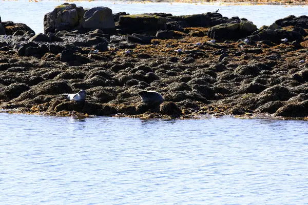 Vatnsnes Zlanda Ağustos 2017 Vatnsnes Yarımadasındaki Sahil Deniz Zlanda Avrupa — Stok fotoğraf