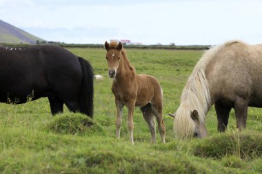 Seljalandsfoss / Iceland - August 15, 2017: Horses in a field near Seljalandsfoss waterfall, Iceland, Europe