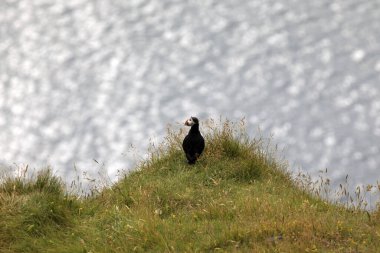 Vik / İzlanda - 15 Ağustos 2017: Dyrholaey promontory, Vik, İzlanda, Avrupa