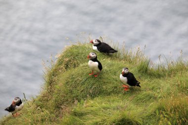Vik / İzlanda - 15 Ağustos 2017: Dyrholaey promontory, Vik, İzlanda, Avrupa