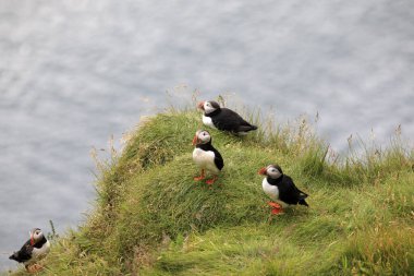Vik / İzlanda - 15 Ağustos 2017: Dyrholaey promontory, Vik, İzlanda, Avrupa