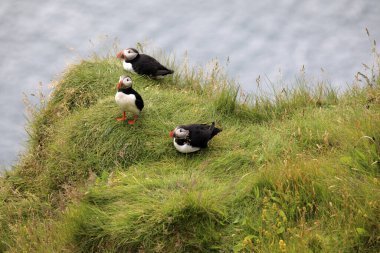 Vik / İzlanda - 15 Ağustos 2017: Dyrholaey promontory, Vik, İzlanda, Avrupa