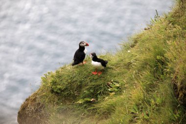 Vik / İzlanda - 15 Ağustos 2017: Dyrholaey promontory, Vik, İzlanda, Avrupa