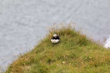 Vik / İzlanda - 15 Ağustos 2017: Dyrholaey promontory, Vik, İzlanda, Avrupa