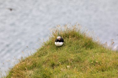 Vik / İzlanda - 15 Ağustos 2017: Dyrholaey promontory, Vik, İzlanda, Avrupa