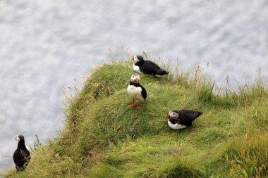 Vik / İzlanda - 15 Ağustos 2017: Dyrholaey promontory, Vik, İzlanda, Avrupa
