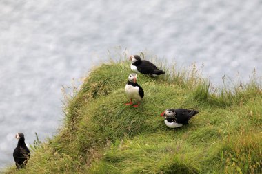 Vik / İzlanda - 15 Ağustos 2017: Dyrholaey promontory, Vik, İzlanda, Avrupa