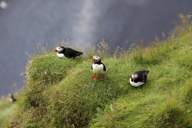 Vik / İzlanda - 15 Ağustos 2017: Dyrholaey promontory, Vik, İzlanda, Avrupa