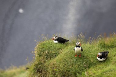 Vik / İzlanda - 15 Ağustos 2017: Dyrholaey promontory, Vik, İzlanda, Avrupa
