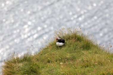 Vik / İzlanda - 15 Ağustos 2017: Dyrholaey promontory, Vik, İzlanda, Avrupa