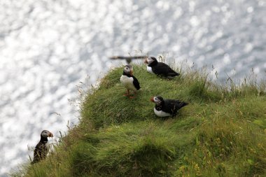 Vik / İzlanda - 15 Ağustos 2017: Dyrholaey promontory, Vik, İzlanda, Avrupa