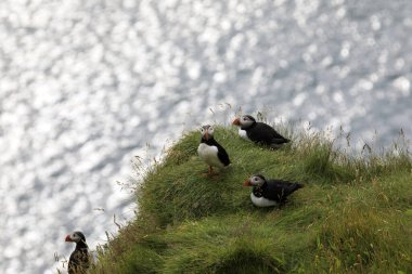 Vik / İzlanda - 15 Ağustos 2017: Dyrholaey promontory, Vik, İzlanda, Avrupa