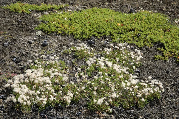 Myvatn Ισλανδία Αυγούστου 2017 Λουλούδια Κοντά Στο Hiverfjall Volcano Ισλανδία — Φωτογραφία Αρχείου