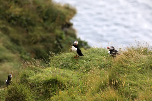 Vik Ijsland Augustus 2017 Puffins Dyrholaey Kaap Vik Ijsland Europa — Stockfoto