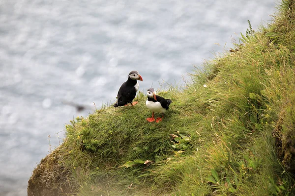 Vik Islande Août 2017 Macareux Promontoire Dyrholaey Vik Islande Europe — Photo