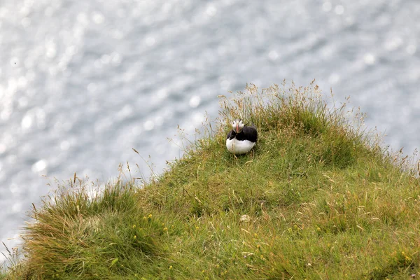 Vik Islândia Agosto 2017 Puffins Promontório Dyrholaey Vik Islândia Europa — Fotografia de Stock