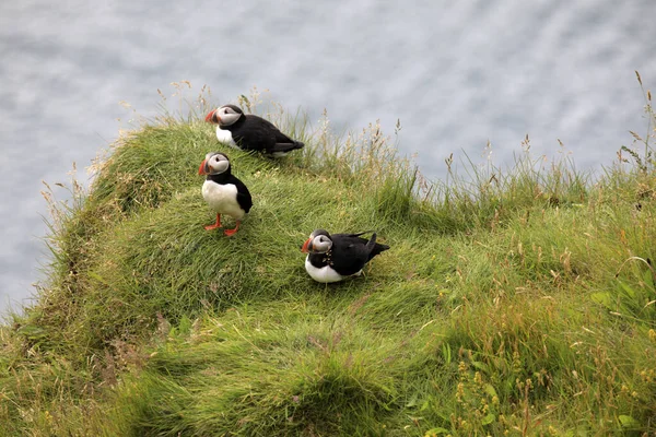 Vik Islandia Agosto 2017 Puffins Dyrholaey Promontory Vik Islandia Europa Imagen de stock