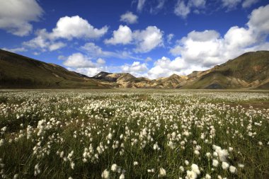 Landmannalaugar / İzlanda - 15 Ağustos 2017: Landmannalaugar Park, İzlanda, Avrupa 