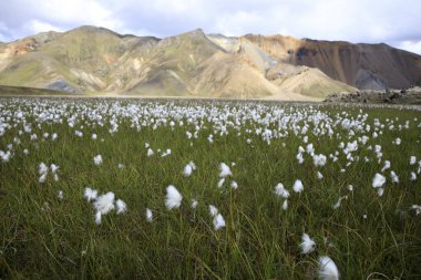 Landmannalaugar / İzlanda - 15 Ağustos 2017: Landmannalaugar Park, İzlanda, Avrupa 